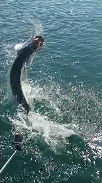 Epic Florida Keys Tarpon Release | Captain Rich Smith Fishing Adventure