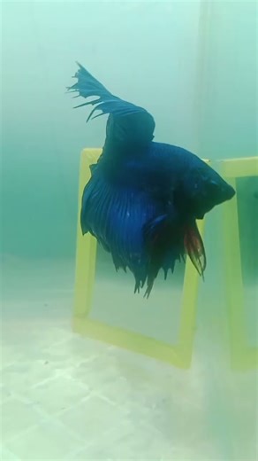betta fish funny video