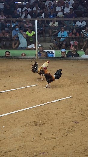 Black Rooster 🫵BUILD YOUR LEGACY EXPERIENCE GREATNESS🫵 BASIC MOVE at REGULAR STYLE lang ang BAON IMPORTANTE sa MALINIS na SITWASYON para maging isang KAMPEON🏆 #HOLDINGSERUM #EQUILIBRIUM #PRIMEUP #MCT #ORIMOSPRIME #JULIABLADES #RESPECTALLFEARNONE @highlight #followerseveryone #followersreelsfypシ゚viralシfypシ゚viralシalシ #facebookreelsviral | Junel Cortes Vendero