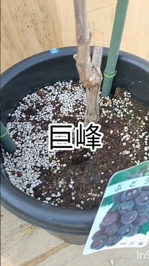 鉢植えぶどう栽培【巨峰】持ち運び出来る軽い用土で栽培