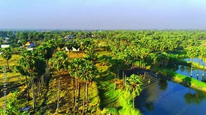 Exploring the expanse of lontar palm trees and several fish ponds in the village of Hendrosalam, Gresik, East Java, Indonesia from the air using a drone. Stock Video