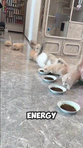 Why Do Cats Get the Zoomies? | Cat Zoomies Explained 🐱💨