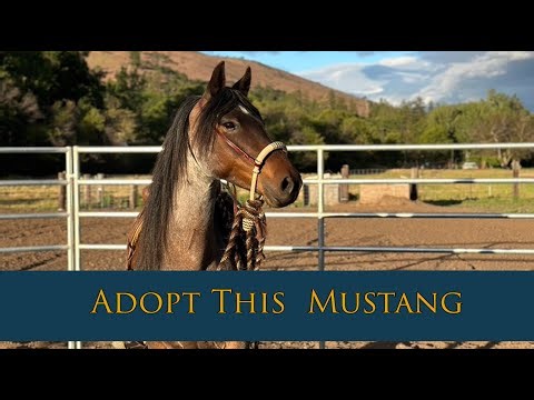 You Could Adopt This Horse (Family competes in mustang adoption challenge.)