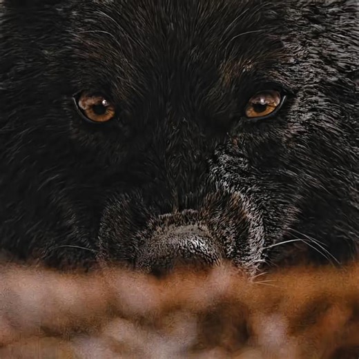 #twilight#scene#edit#wolf#vampire#moments#movieclip#moviescene#funny