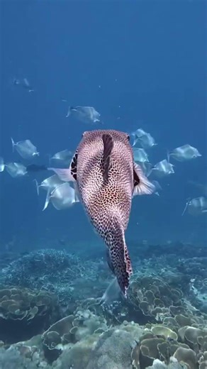 Snorkeling in Komodo National Park