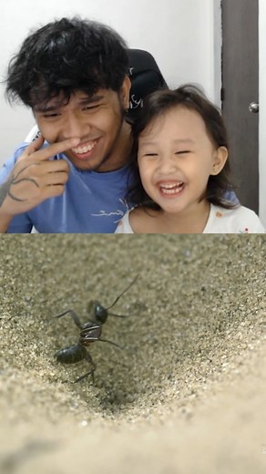 ant vs antlion | Locar