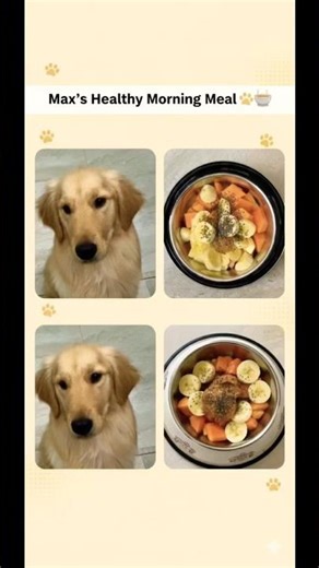Preparing Max’s Healthy Morning Breakfast 🐶🥣 | Golden Retriever Diet Routine |#dogfood #shorts
