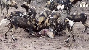 Painted Wolves/African wild Dogs Feed Fast!! | Rob The Ranger Wildlife Videos
