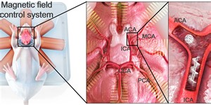 Tiny Robots Carry Stem Cells Through a Mouse
