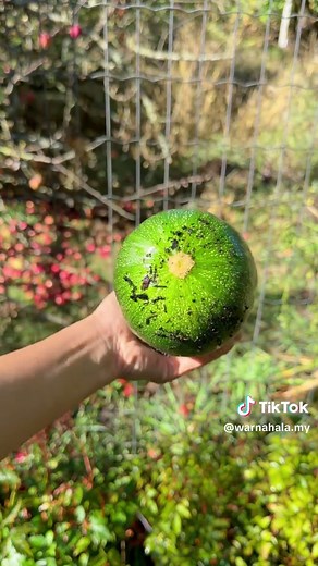 Join the Little Farmer Girl for Vegetable Harvest