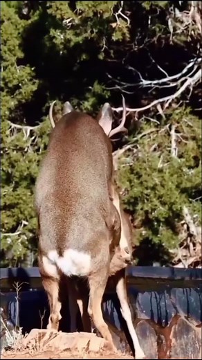Nature’s beauty at its finest – peaceful moments of deer gathering in the wild 🦌✨ Calm vibes and pure wilderness energy. #USA UnitedStates #American Animals #WildlifeUSA USNature #AnimalsOf America #AnimalTok WildlifeTok