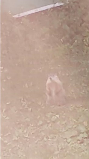 The Groundhog digging underground tunnels in my backyard