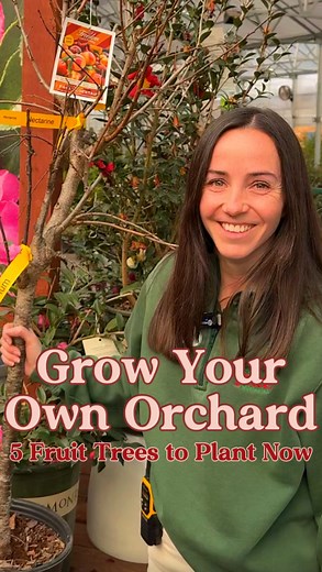 Homegrown Sweetness Starts Here 🍑🍎 Ready to grow your own backyard orchard? Fall and winter are the best seasons to plant fruit trees in the Southeast! From crisp apples to juicy peaches, planting now sets your trees up for strong growth and delicious harvests come spring. 🌱 Why Plant in Fall and Winter: • Strong Start: Cooler temps help roots establish before spring growth. • Perfect Climate: Mild Southeastern winters create ideal planting conditions. • Bountiful Harvests: Healthy roots now 