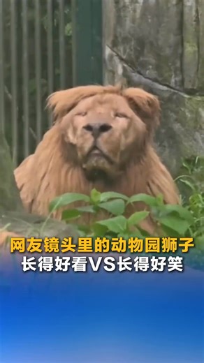 5.8K views · 31 reactions | Too funny!  In a video from a zoo, one lion looked majestic while another looked downright hilarious. Which one do you think is cuter? #FunMoments #CuteAnimals | China News 中国新闻网 | Facebook