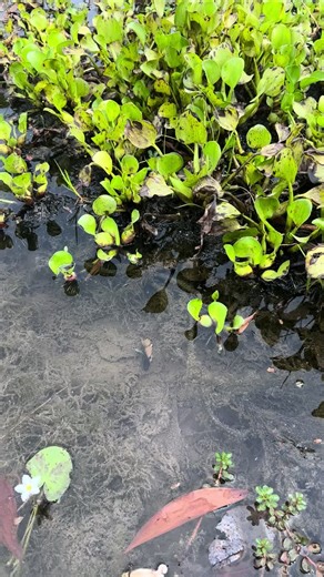 Amazing! Catch up beautiful betta fish ln natural lake #beautiful #fishing #bettafish