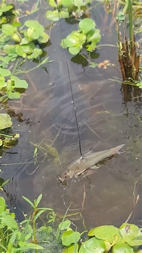 The Ultimate Live Bait Rig for Catfish #USAFishing #AmericanFishing #fishing #fish #shorts