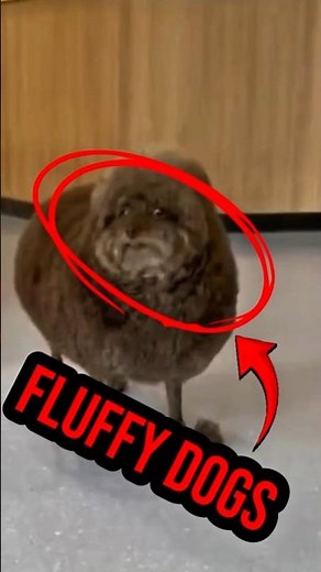 Top 4 Fluffiest Puppy Breeds That Will Melt Your Heart 🐶❤️ #dog #animals #shorts