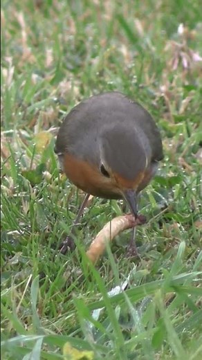 BIRS SWALLOWED THE BIG WORM #shortsviral #wildlifeentertainment #birdwatching