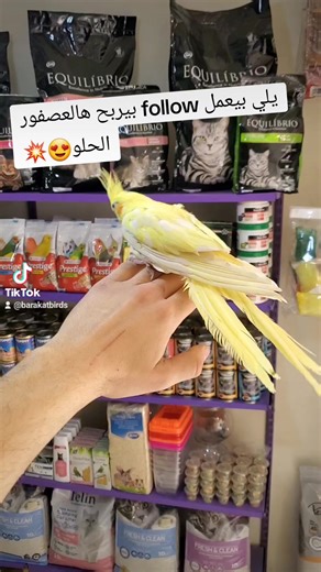 Captivating Barakat Birds in Their Natural Habitat