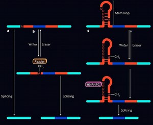 Epitranscriptomics - Alchetron, The Free Social Encyclopedia