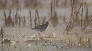 Common Redshank. Bird on the lake on an early, spring, foggy morning. Nature.