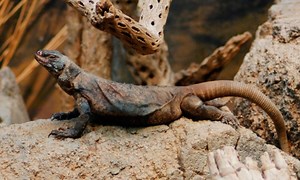 Chuckwalla | Anipedia