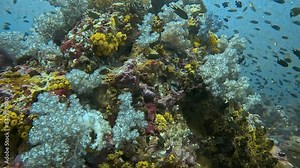 A densely populated coral reef with various species of fish swimming around colorful soft and hard corals. Part of a collection of videos showcasing vibrant coral gardens. Check the gallery for simila
