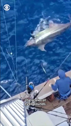 Atlantic blue marlin reeled in off Massachusetts may be the largest-ever East Coast catch #shorts