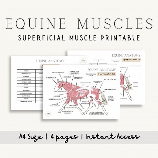 Equine Superficial Muscle Diagram and Info Pack | Horse Anatomy PDF Printable | Labelled & Unlabelled Charts, Structure, Function - Etsy