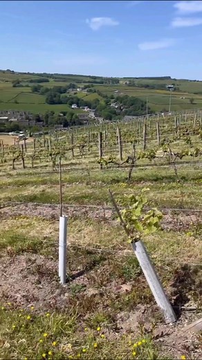 2.1K views · 26 reactions | By eck... A vineyard in Yorkshire? ...