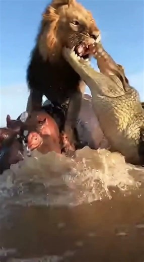 Lion Attacks Hippo… Then Crocodile Strikes! 😳
