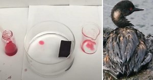 New Smart Sponge Can Save Wildlife By Soaking Up Oil Spills And Saving Water