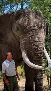 28K views · 415 reactions | Affrican bush elephant 勞 #shorts #facts #viralreelsfb #Amazing #elephant #animals | Facts Hub | Facebook
