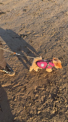 Pups first time at the beach 👏 #puppy #cavapoochon #love