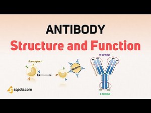 Antibody Structure and Function - Introduction