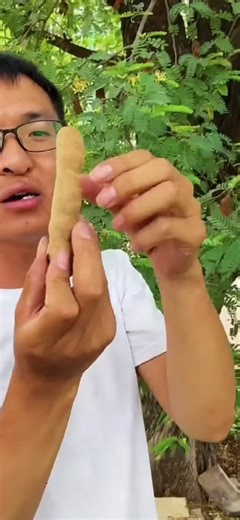 How to distinguish sweet tamarind and sour tamarind. let's take a look. #fruit #tree#Indonesia￼#try#Snack￼