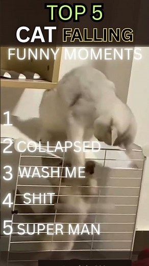RANKING TOP 5 FUNNY FALLING CAT MOMENT