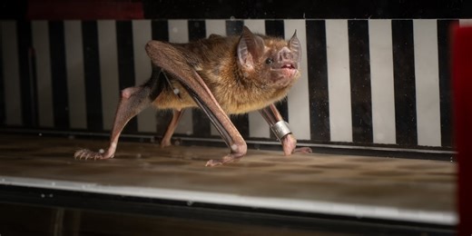 Moment of Science: Vampire Bat Metabolism