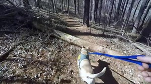 14K views · 180 reactions | Lynchburg Humane Society on Reels | Facebook