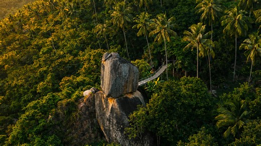 A hidden jungle bridge surrounded by lush greenery and giant boulders