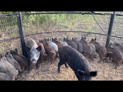 Hog hunting VS Hog trapping