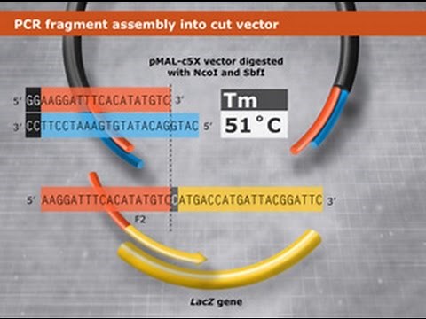 Primer Design and Fragment Assembly Using NEBuilder HiFi DNA Assembly or Gibson Assembly