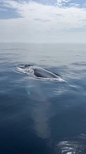 1.6M views · 63K reactions | Wow! Look at this! Exceptional Blue...