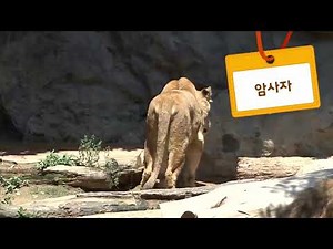 쥬니어네이버 사파리-사자