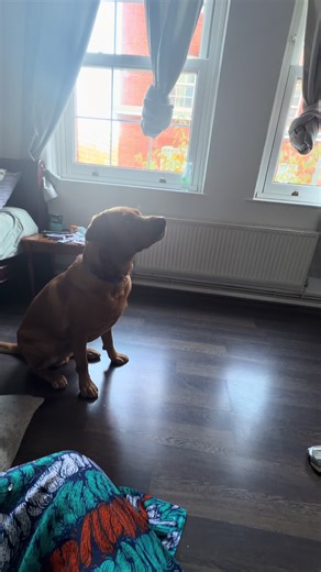 Mum Puts Dog on Timeout: Hilarious Reaction!