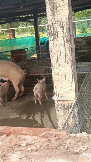 BIG Pig Farm Secrets Revealed ? #viral #farm #trending