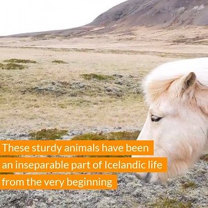 16K views · 266 reactions | Get to know some of Iceland's friendliest locals, the unique Icelandic horses. | Iceland Travel | Facebook