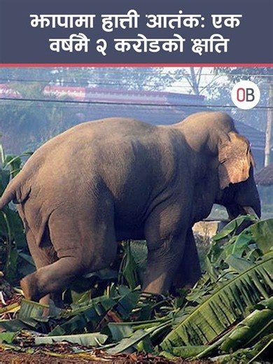 झापामा हात्ती आतंकः एक वर्षमै २ करोडको क्षति #OB06