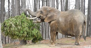 Donate a Christmas tree, help an elephant!
