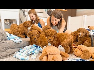 Preparing Our 7 Week Old Mini Goldendoodle Puppies Before They Go Home